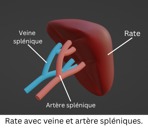 spleen phantom with notes